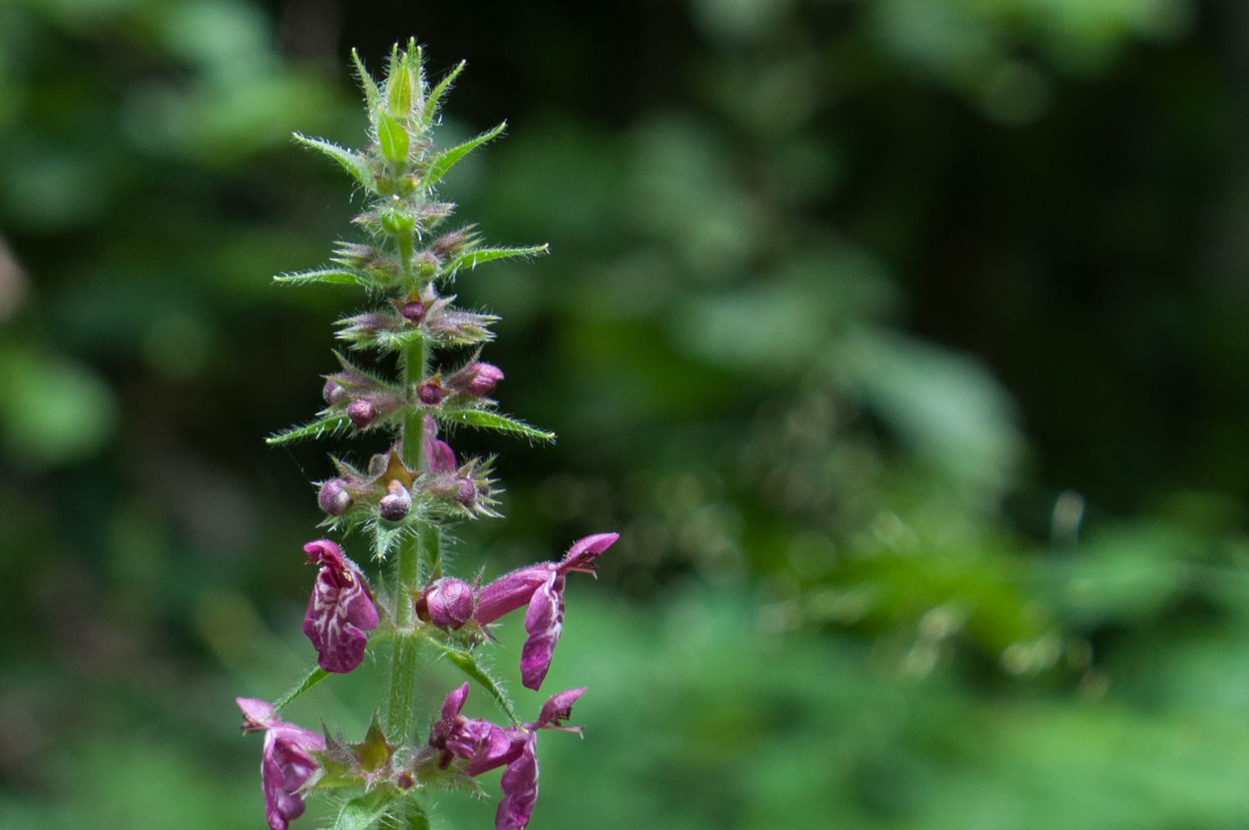 Stachys sylvatica