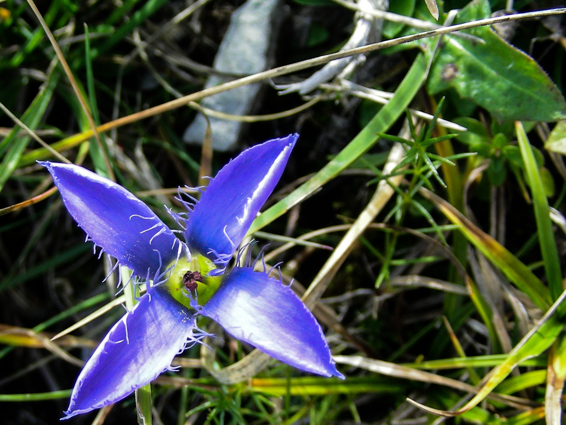 Gentiana ciliata