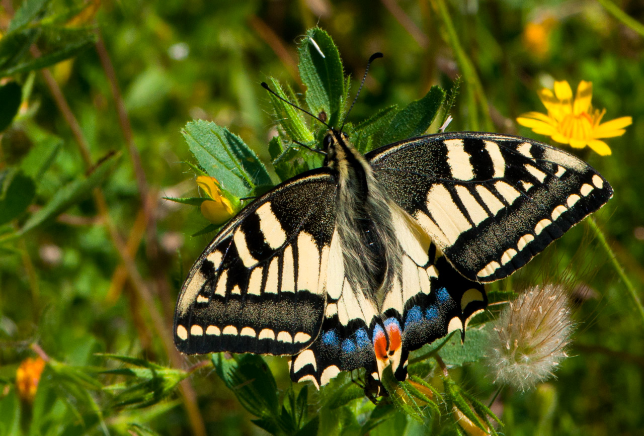 Papilio machaon