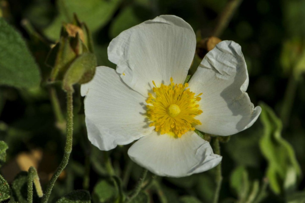 Cistus salvifolius