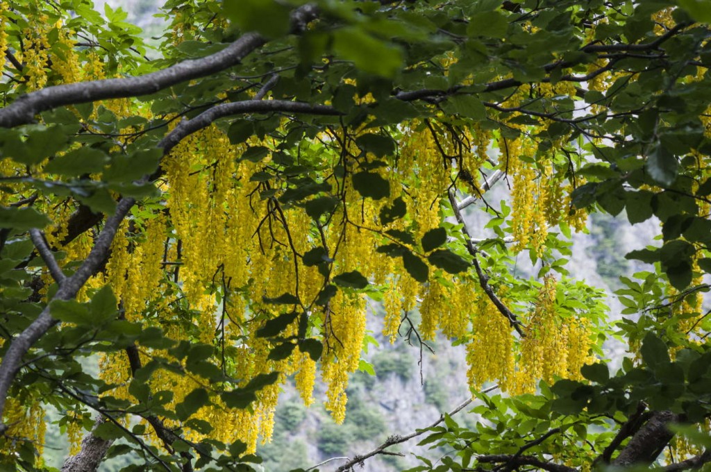 mergugno_laburnum_alpinum