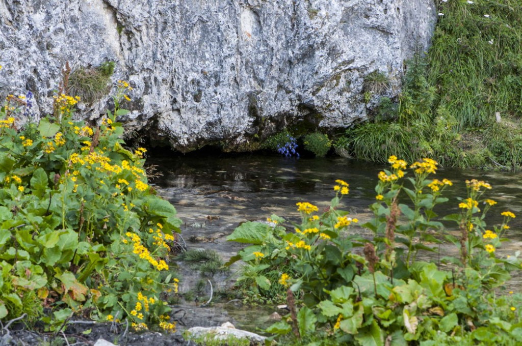 bleniosorgentebrenno