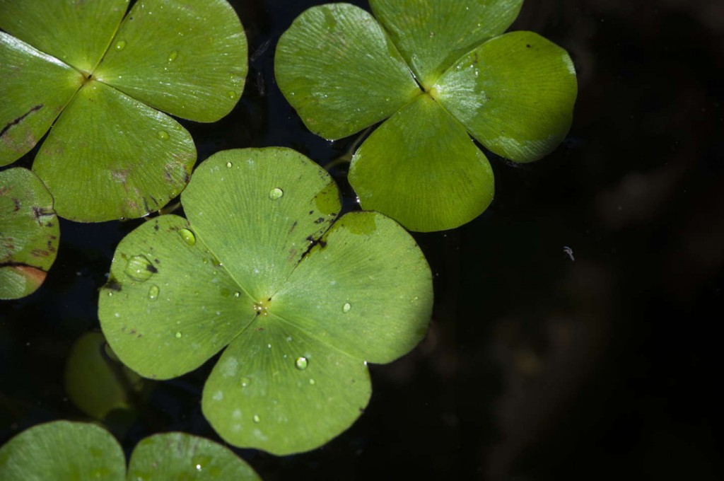 marsilea